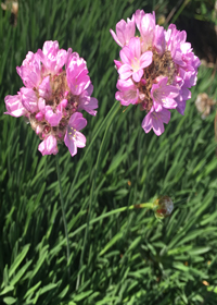 Armeria alliacea